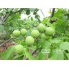 供應(yīng)適應(yīng)性抗病性強的早實豐產(chǎn)矮化短枝薄皮核桃