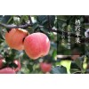 【膠東一品】棲霞蘋果 棲霞蘋果批發(fā) 煙臺蘋果 棲霞蘋果價(jià)格